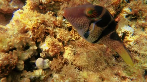 Close up chasing view of a curious Black saddled toby Fish swimming around at th Stock Footage 303410599