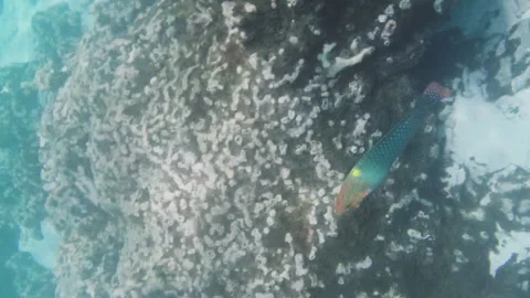 Close-up of checkerboard wrasse fish Stock Footage 241441957