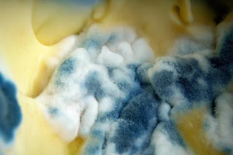 Close-up of a cheese slice showcasing white and blue molds. The contrasting c Stock Photos