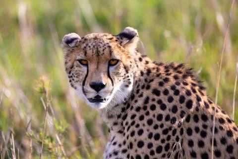 Close up of a cheetah between the grass Stock Photos