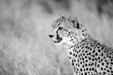 Close up of a cheetah between the grass Stock Photos