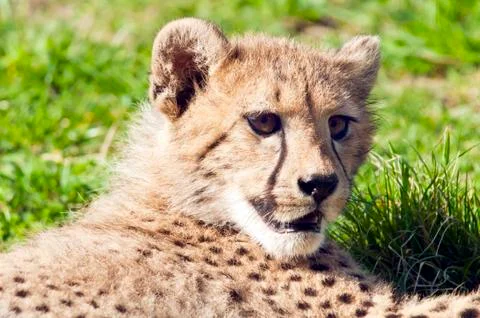 Close-up of Cheetah cub Foto stock
