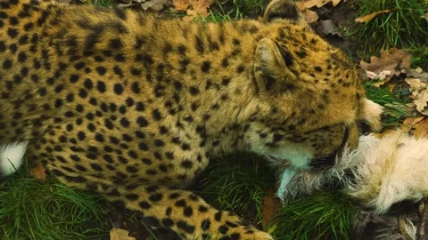 Close up of cheetah eating Video stock 257269976