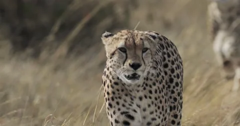 Close up Cheetah face while walking in the maasai mara tall grass Видео 153394257