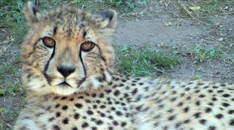 Close up of Cheetah Stock Footage 915782