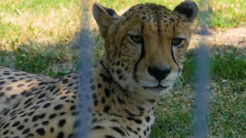 Close up of A cheetah Stock Footage 135189000