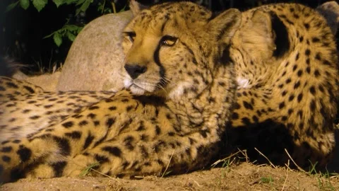 Close up of  Cheetah Stock Footage 135919250