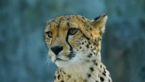 Close up of Cheetah Video stock 219446586