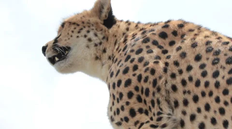 Close Up of Cheetah  (HD) Stock Footage 28210729