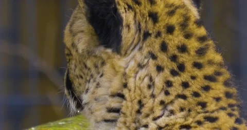 Close up cheetah head Stock Footage 134911774