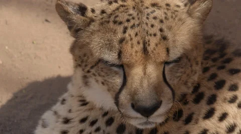 A close up of a Cheetah looking up Stock Footage 53774640