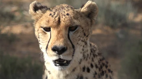 Close up of Cheetah panting Stock Footage 37791601