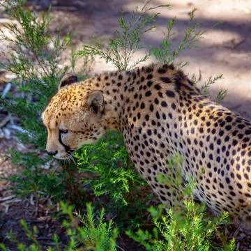 Close-Up Of A Cheetah Prowling Stock Photos