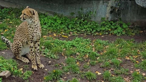 Close up of a cheetah sitting  Stock Footage 266881380