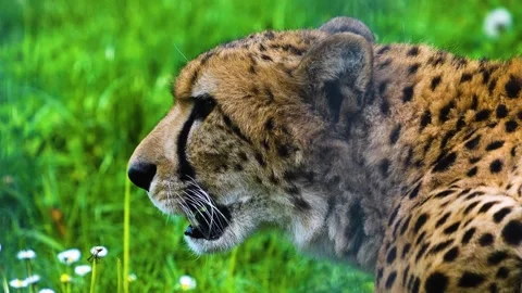 Close up of a cheetah sitting Stock Footage 275552348