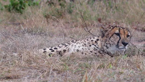 Close-up cheetah wearing tracking collar reclined on grass savanna Stock Footage 333939102
