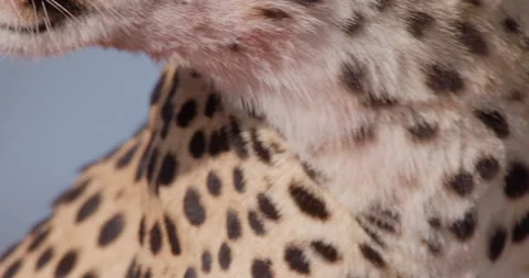 Close-up of cheetah's face panting in savannah in sunny day Stock Footage 314788060