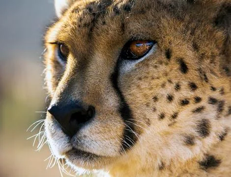 Close up of Cheetah's face Stock Photos