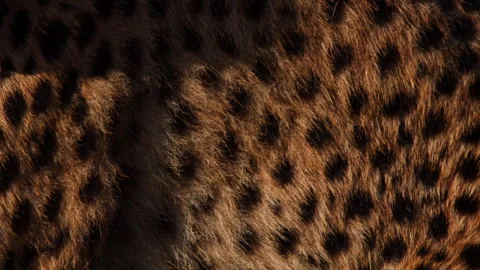 Close up of a cheetah's fur pattern at sunrise in Africa. Stock Footage 256926153