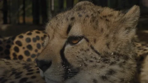 Close up of cheetah's head, cheetah is resting and laying on the ground Stock Footage 165162458
