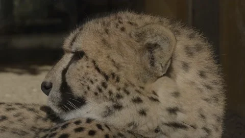 Close up of cheetah's head, cheetah is resting and laying on the ground Stock Footage 165162567
