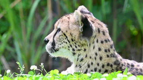 Close-up of a cheetah's head with eyes closed in natural setting. Stock Footage 336509130