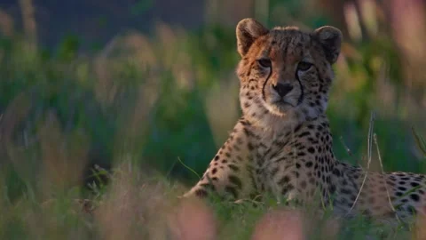 Close up of cheetah's head as it rests on grass and licks its legs briefly Stock Footage 252383563