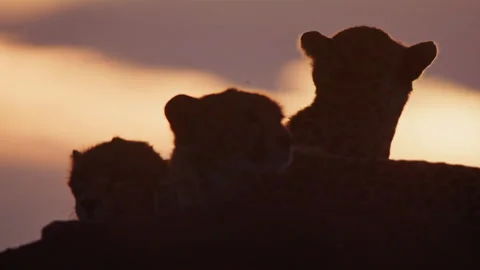 Close up of a cheetahs head as it rests on another at sunset in Africa Stock Footage 256919263