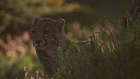 Close up of a cheetah's head as it yawns during the evening in Africa. Stock Footage 256915048