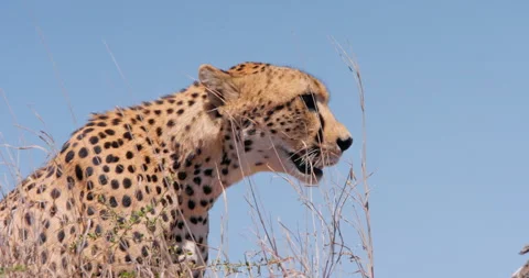 Close up of a cheetah's head panting heavily while surveying the area Stock Footage 308672994