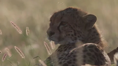 Close up of a cheetah's head resting between grass in Kenya Stock Footage 261031821