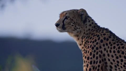 Close up of cheetah's head scanning the area during the evening in Africa Vídeo Stock 252383326