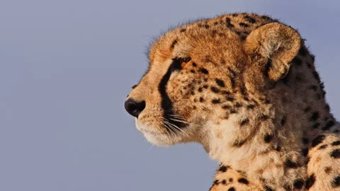 Close up of a cheetah's head scanning the area at sunrise in Africa. Video stock 256924605