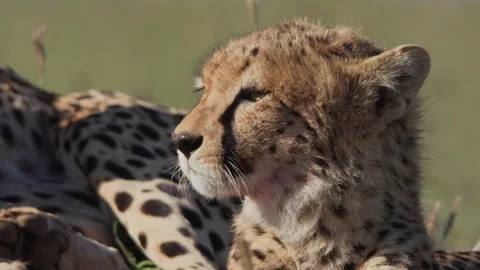 Close up of a cheetah's head scanning around during the afternoon Stock Footage 261055772