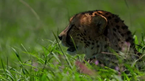 Close up of cheetah's head scanning its suroundings at noon in Africa Stock Footage 256913472