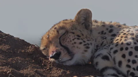 Close up of a cheetah's head while it sleeps on the ground Stock Footage 261055642