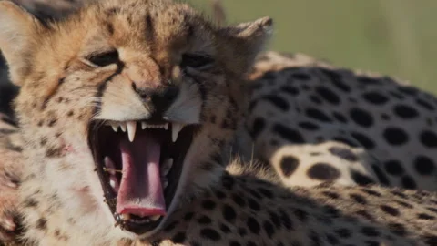 Close up of a cheetah's head while it yawns Video stock 261055742