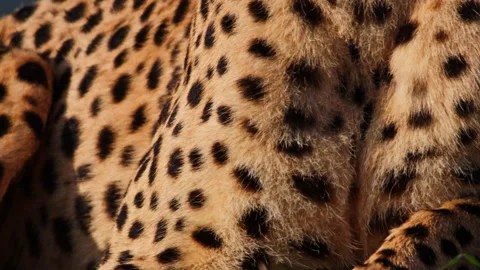 Close up of a cheetah's pattern before it licks itself at sunrise Stock Footage 256926120