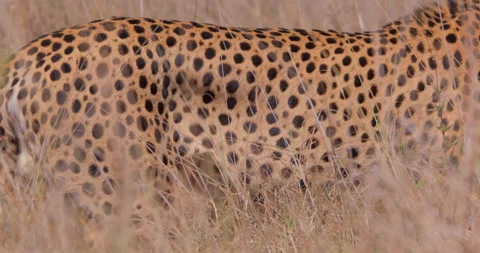 Close up of a cheetah's pattern as it walks through the savannah Stock Footage 308672857