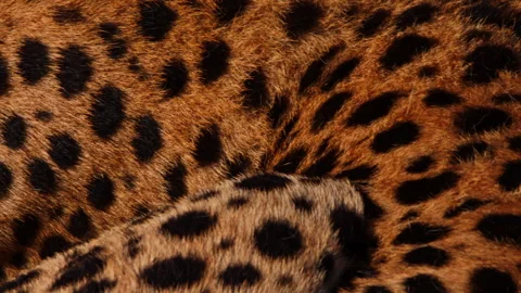 Close up of a cheetah's pattern while it is lying on the ground Stock Footage 256926179