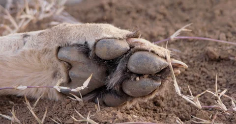 Close up of a cheetah's paw as it lies on dirt during the morning Video stock 308677761