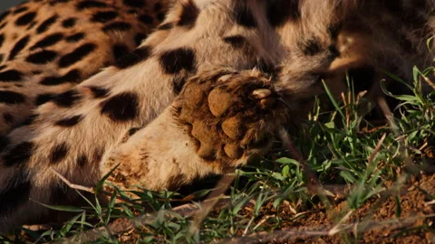 Close up of a cheetah's paw while it is resting on the ground Stock Footage 256925901