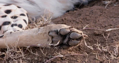 Close up of a cheetah's paw while lying on dirt during the morning Stock Footage 308677687