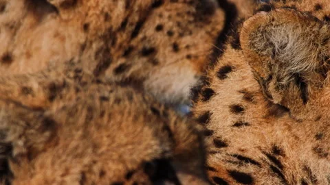 Close up of a cheetah's skin pattern during the morning in Africa. Stock Footage 256927084