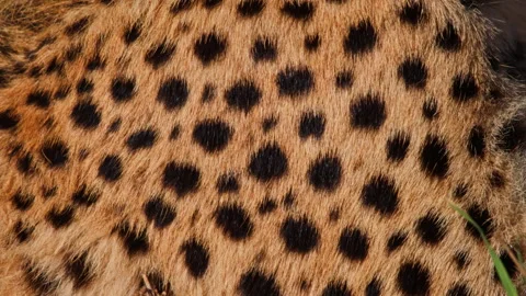 Close up of a cheetah's skin pattern under the morning light in Africa Stock Footage 256927138