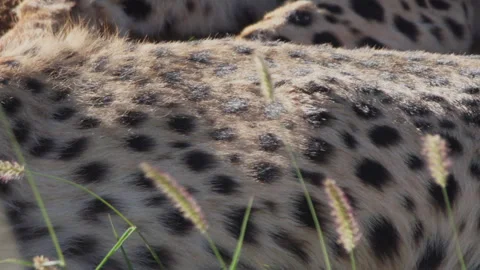 Close up of a cheetah's skin pattern while it rests Stock Footage 261055622