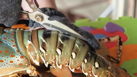 Close-Up of Chef Cutting Lobster Shell with Kitchen Shears Stock-Footage 344225821