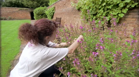 Close Up of Chef Picking Herbs Stock Footage 44094143