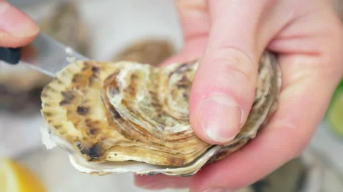 Close-up Chef preparing fresh Oysters from crushed ice by opening with a knife. Stock Footage 146256844
