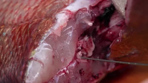 Close up of chef slicing fresh raw red snapper fish revealing white meat and int Stock Footage 333568828